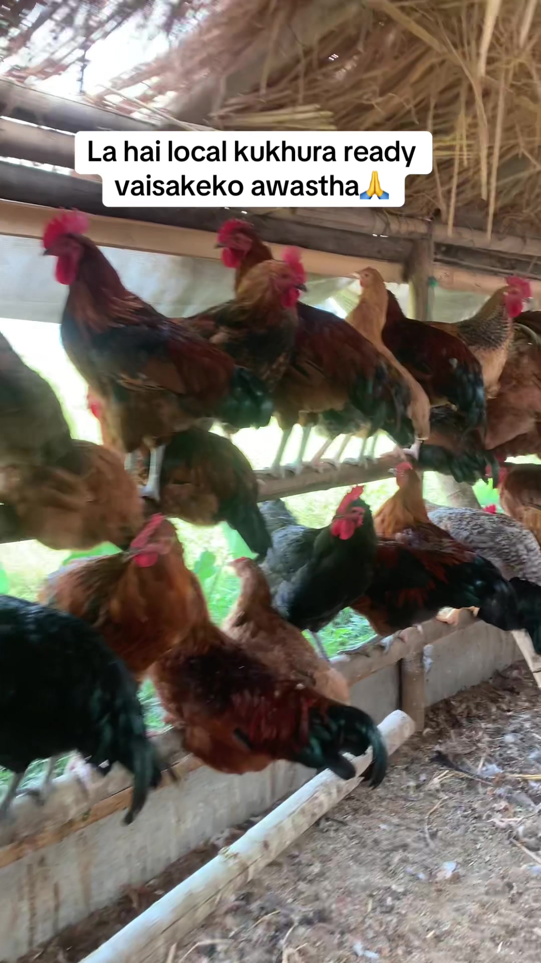 @Poudel Poultry Farm 🐔
