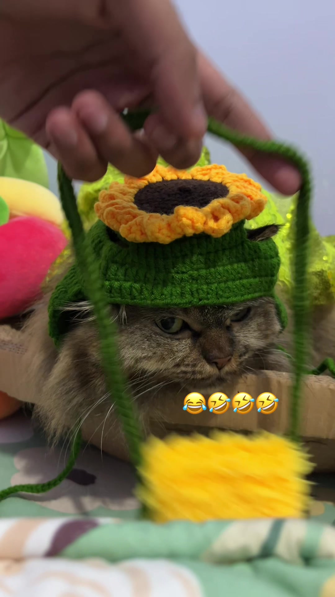 @ShepyCat🌻