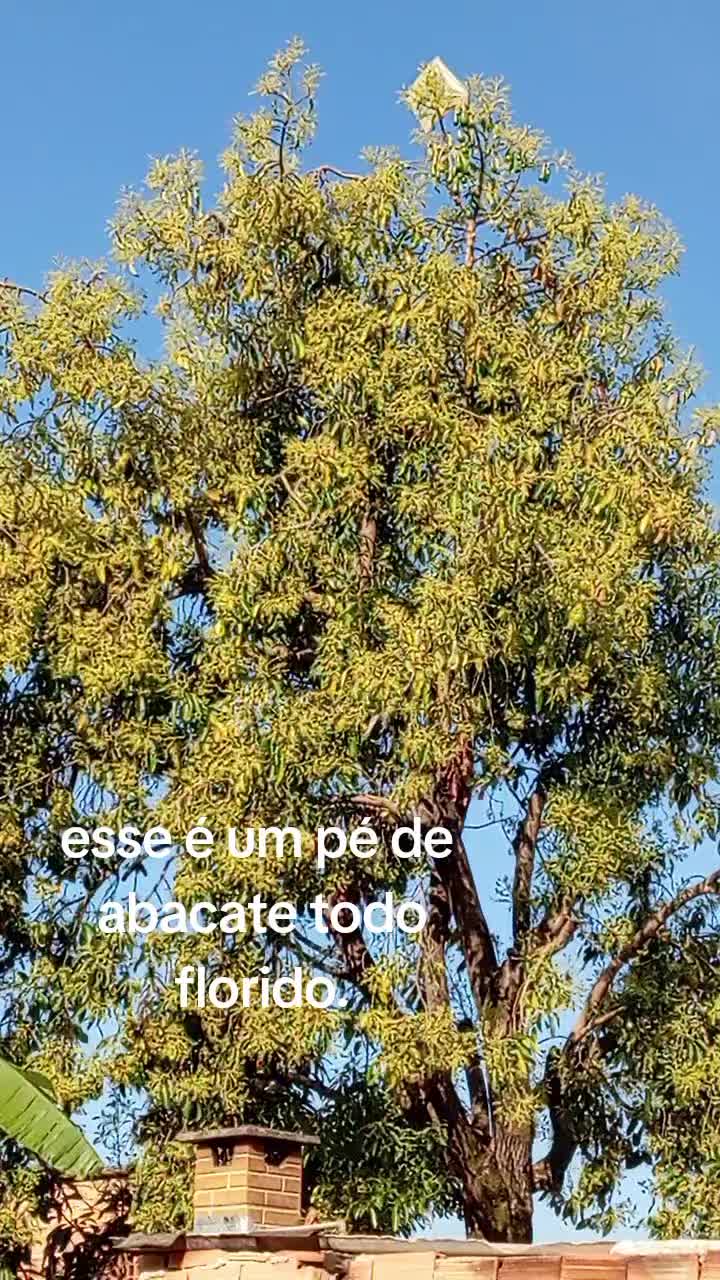 @Aparecida Batista