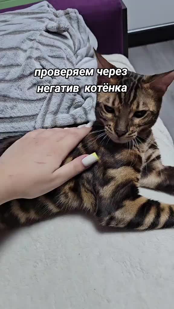 @wifenka