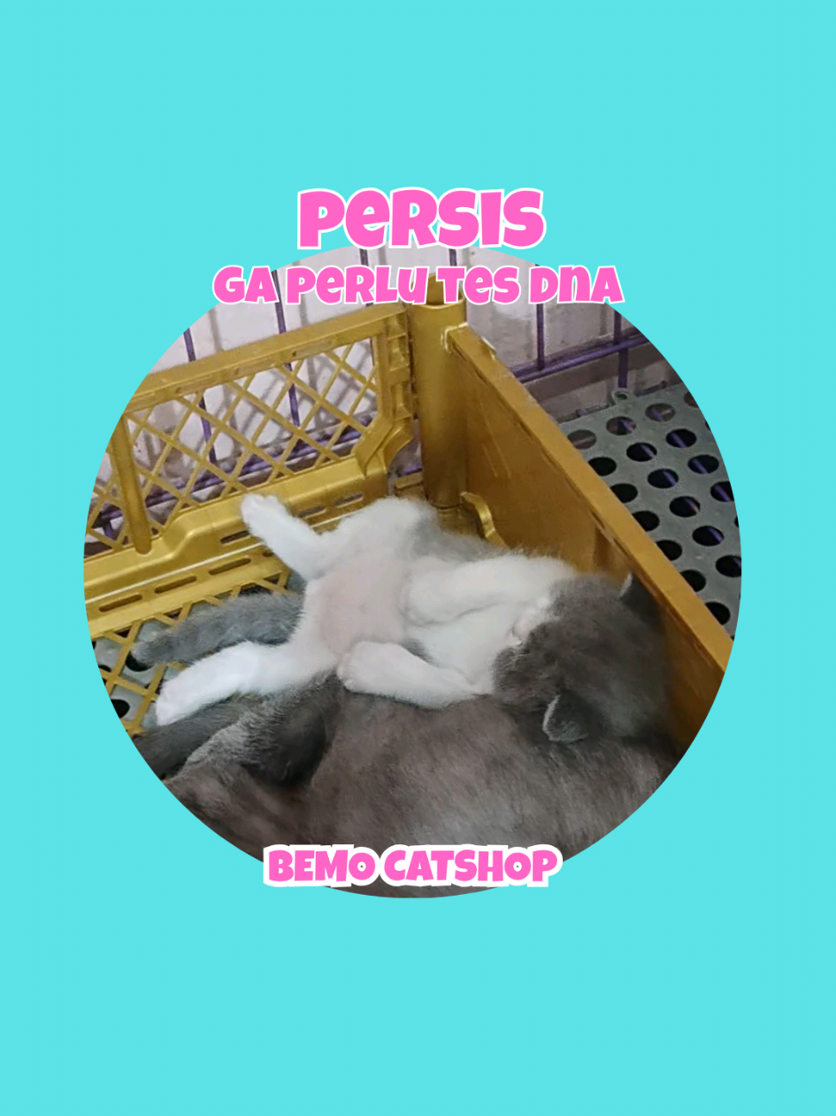 @Bemo Catshop