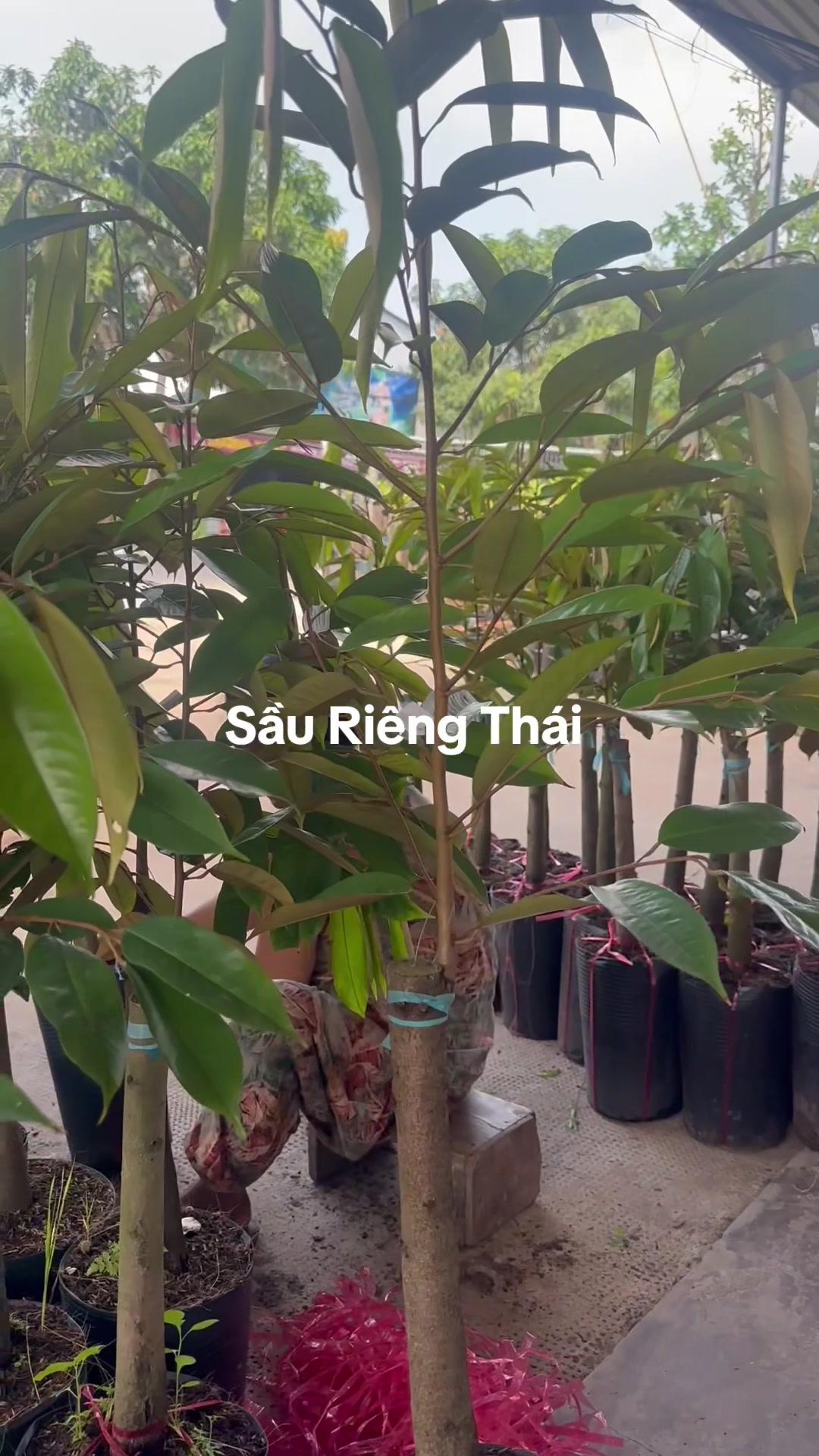 @Hùng Chương STCG Welofarm