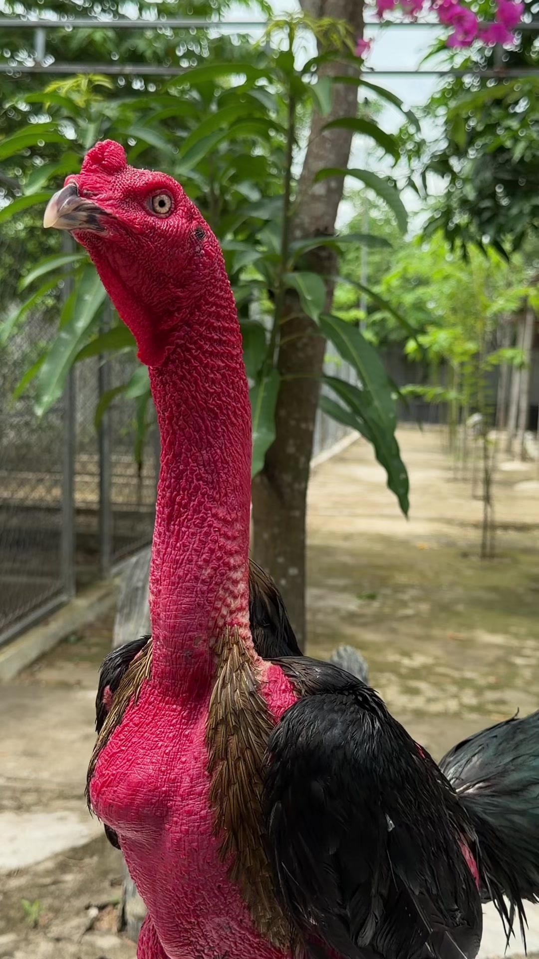 @Quốc khánh