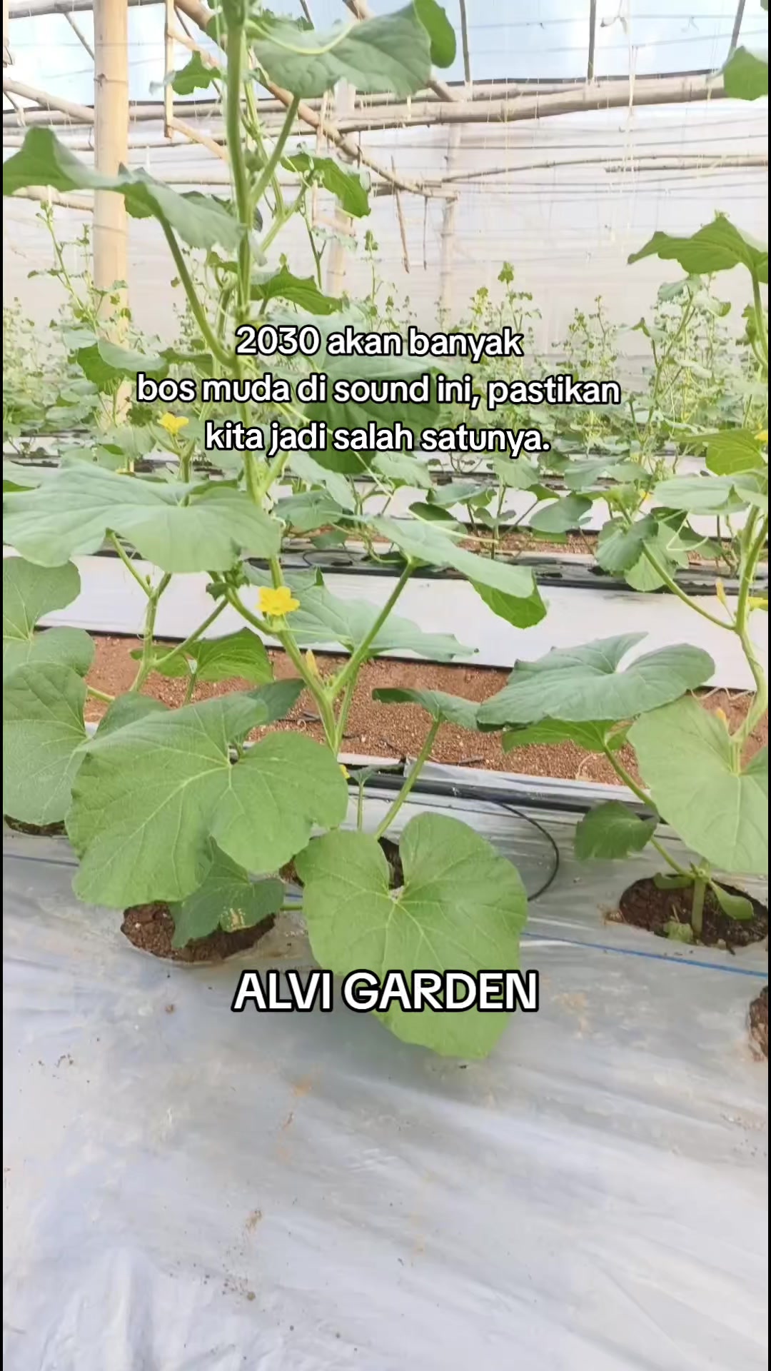 @Alvi Garden