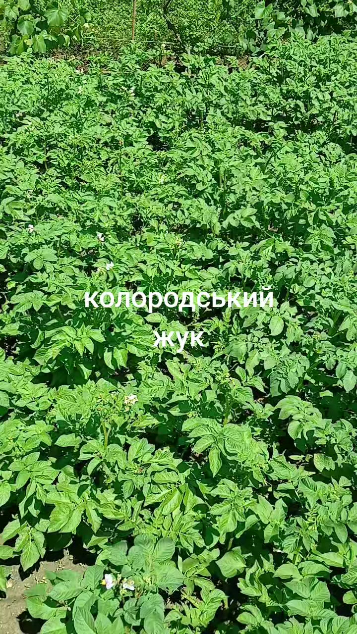 @Андрій Закарпаття
