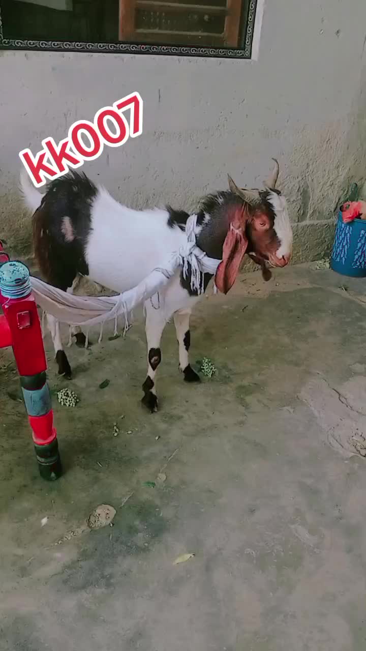 @Bashir Baloch😎❤️