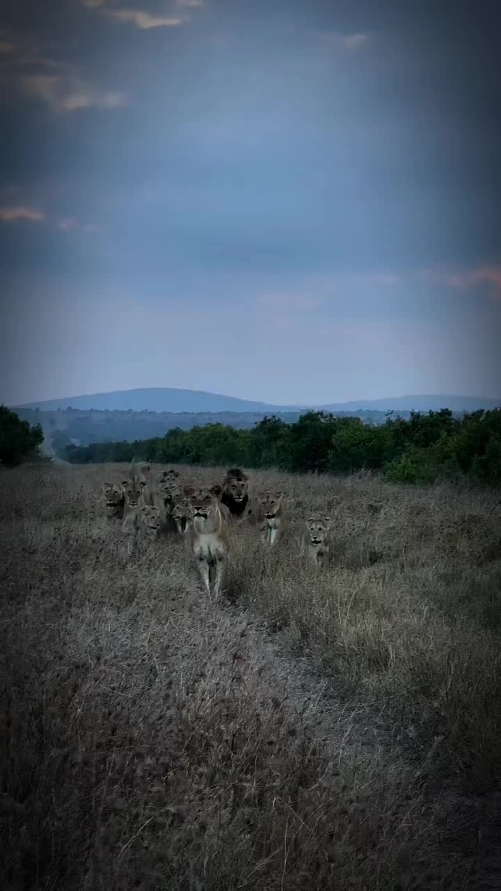 @🦅𝒵𝒜𝒦𝒪🦅