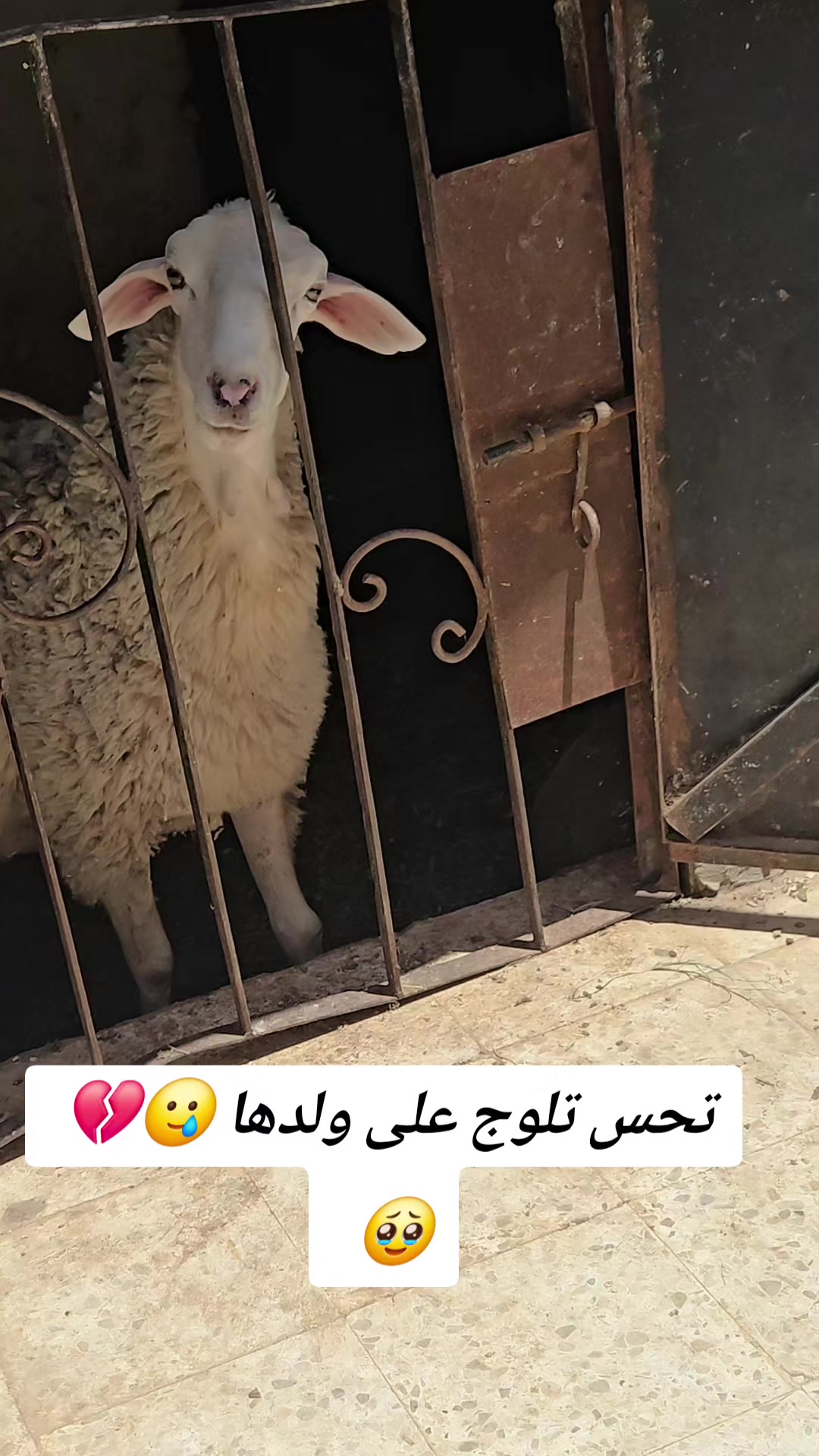 @amal amoula 👑