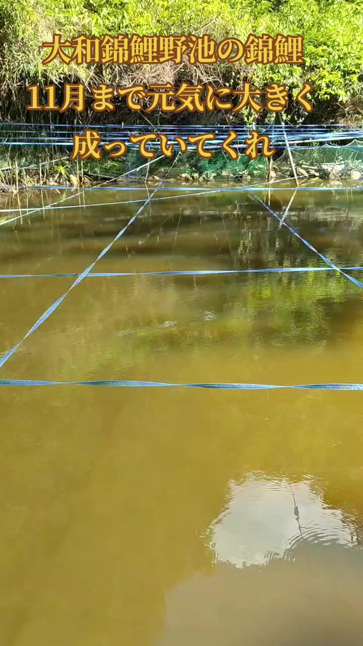@零🇯🇵🌸零戦一番機🌸🇯🇵
