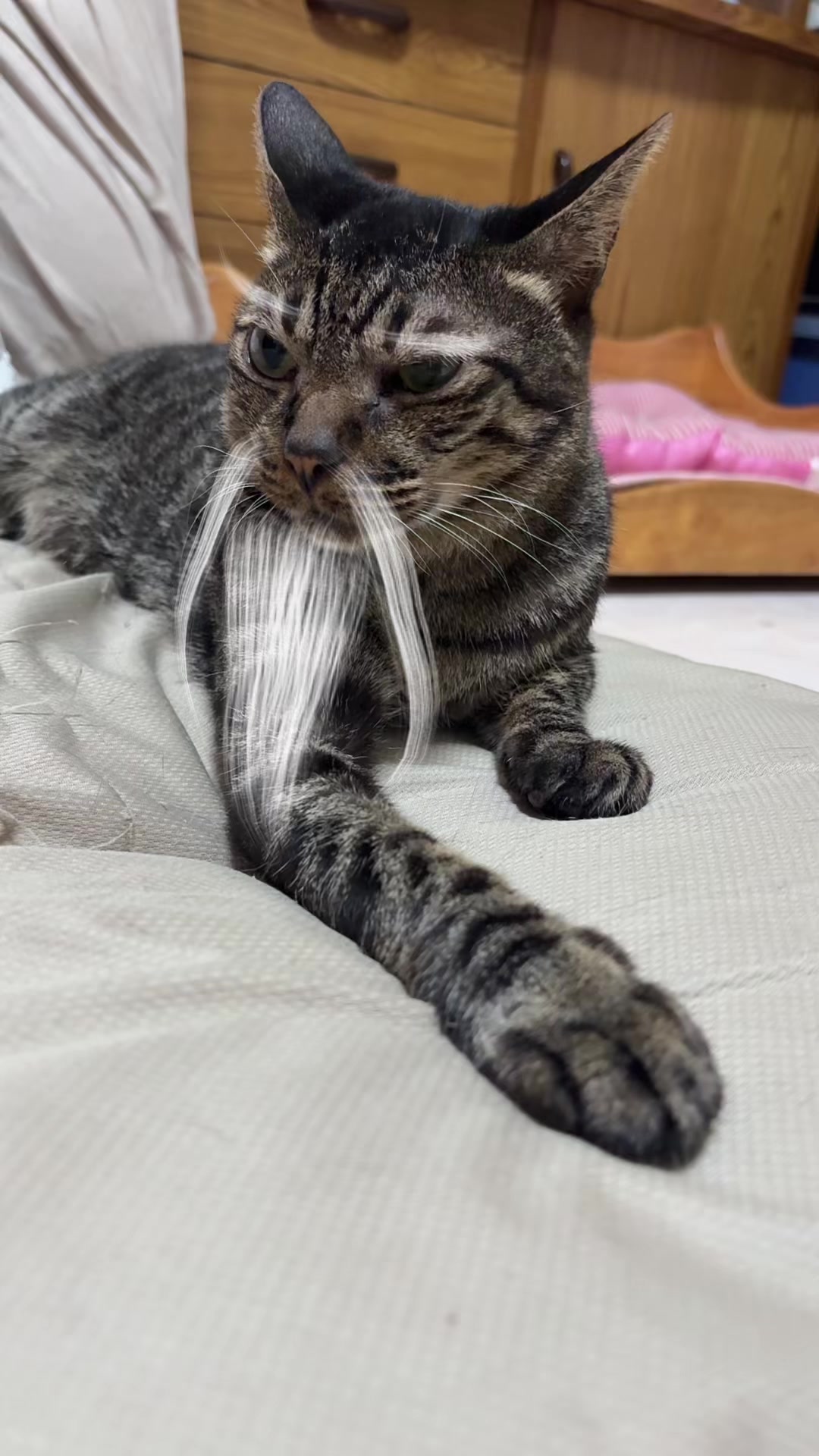 @我家毛很多