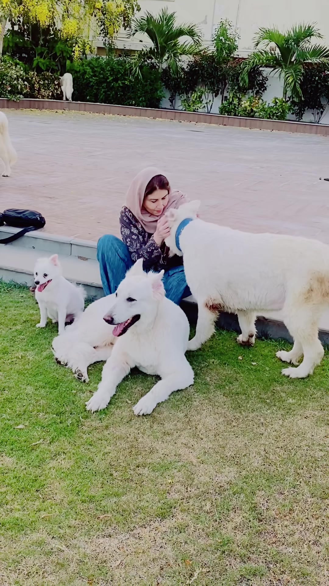 @Khadija zaidi swiss shepherds