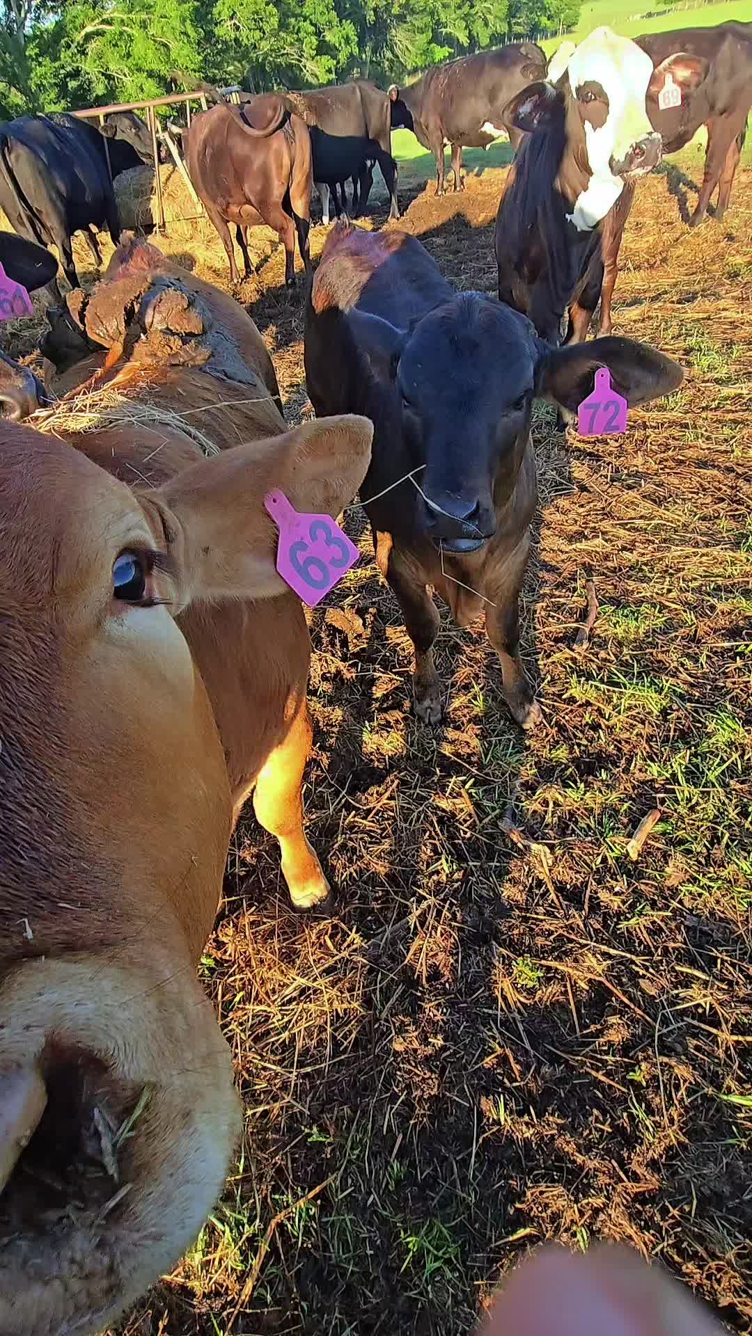 @M.I. CATTLE CO.