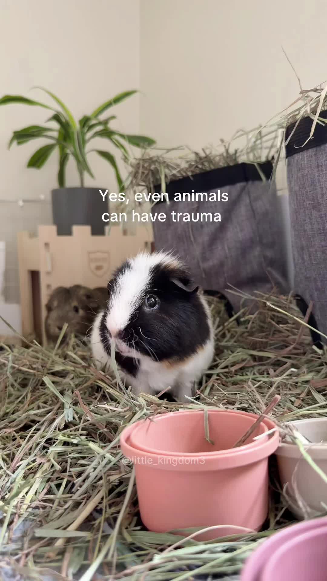 @Ashlyn | Little Zoo 🧺🐾