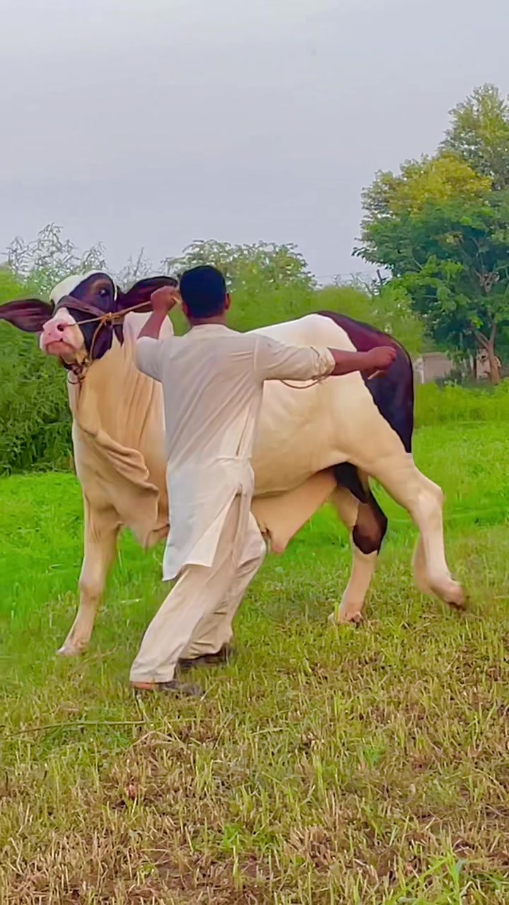 @Ustad Jee Cattle Farm