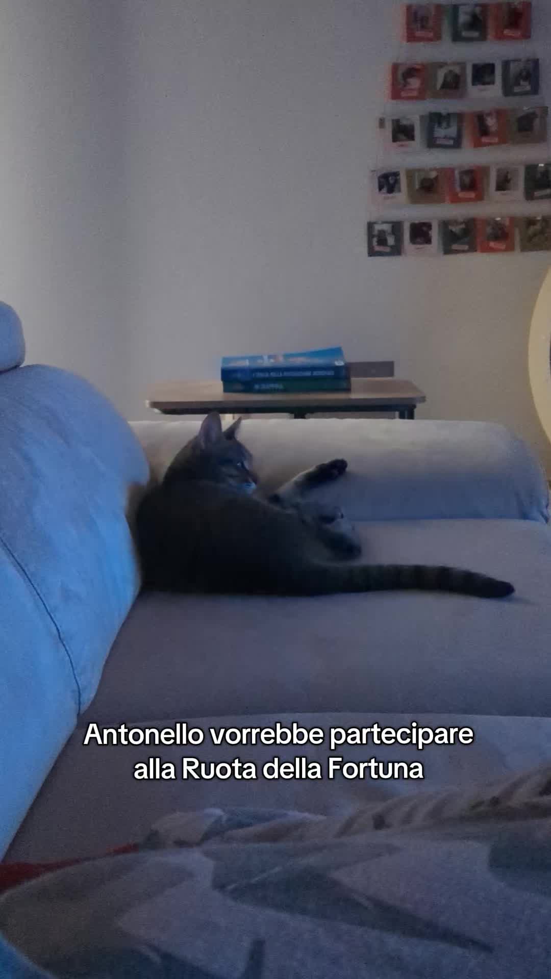 @Lello The Cat