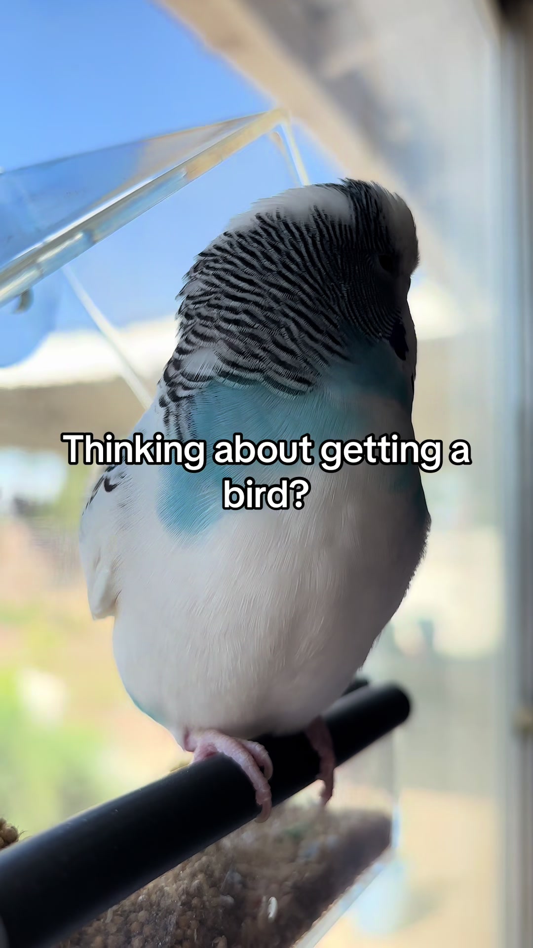@Tiny Tweets
