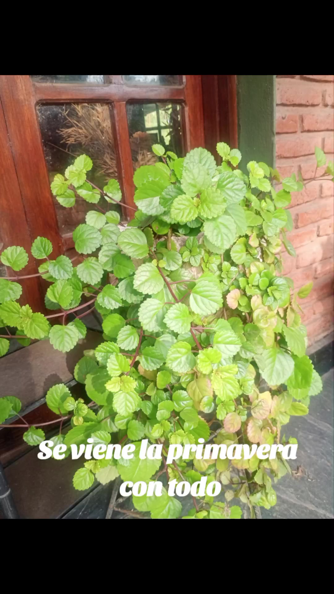 @Marisa CORRENTINA PORA