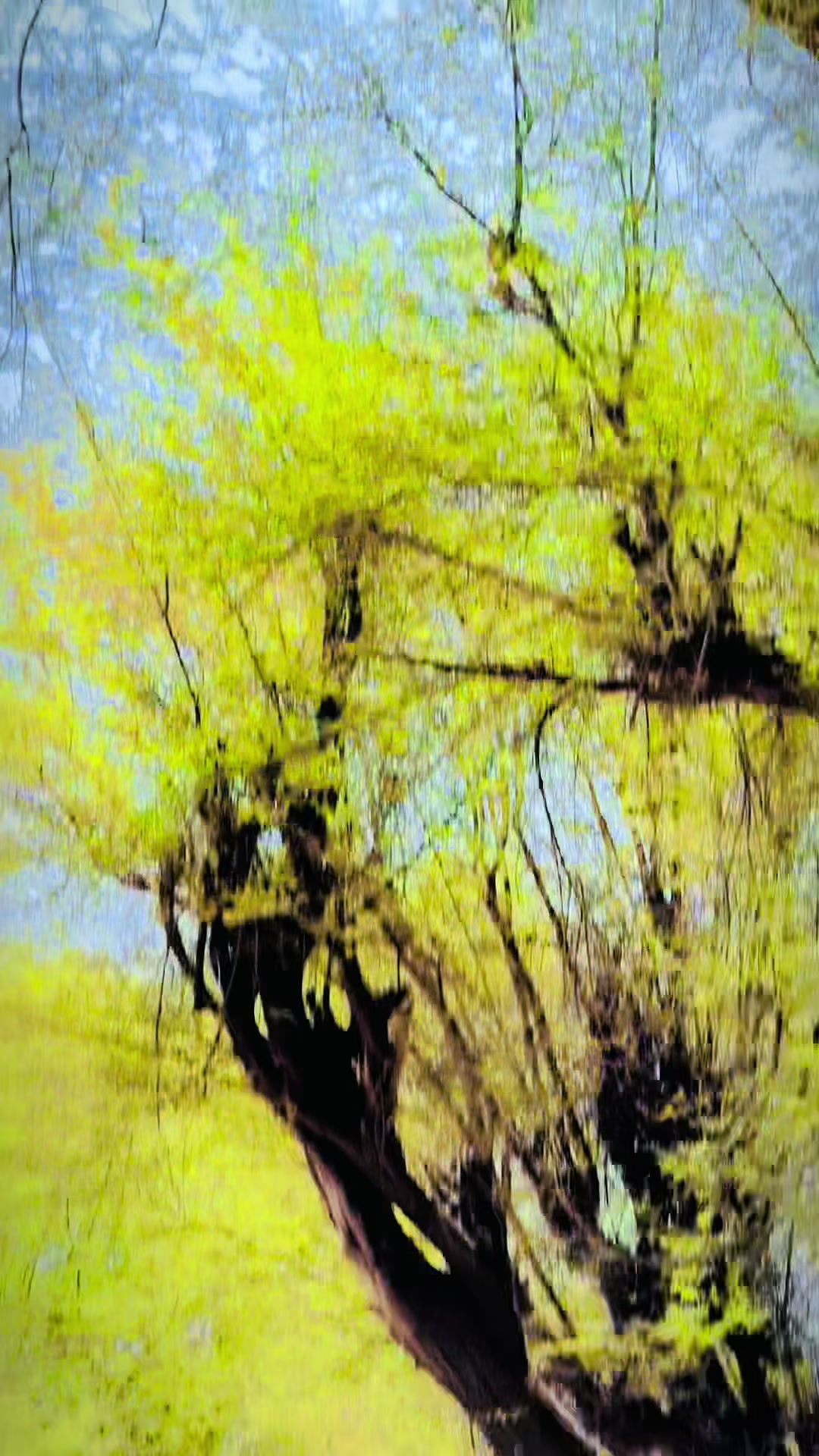 @🍂 غنــــم رنگ اکبر 🍂