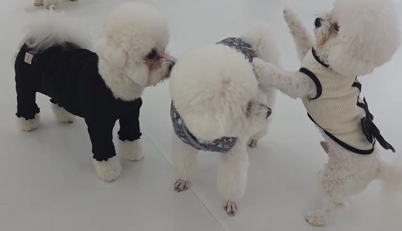 @jeju_kiki