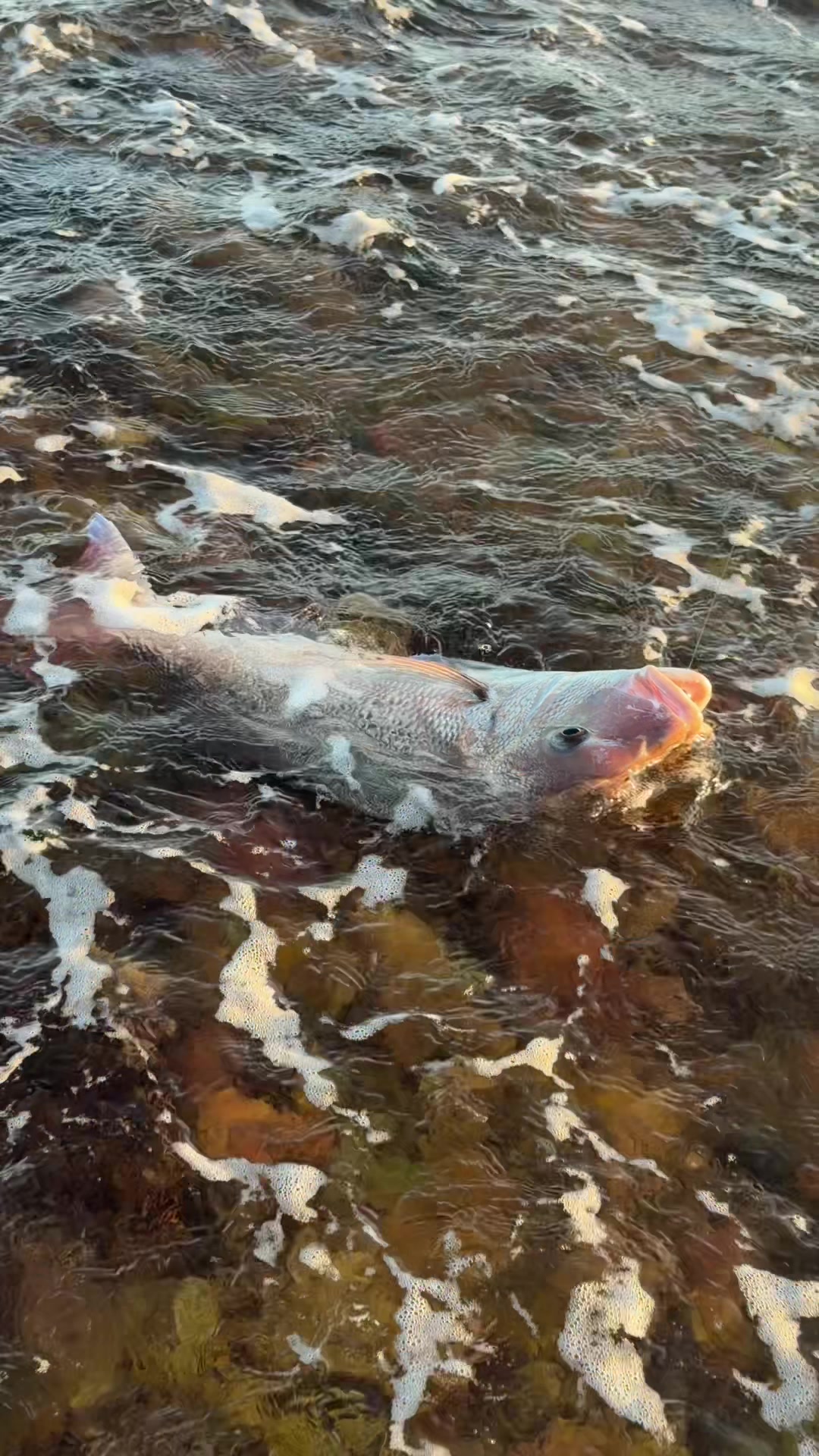 @KookFishing