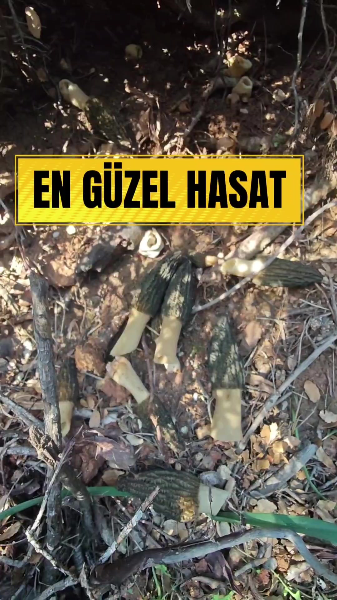 @Kamuran Arslan