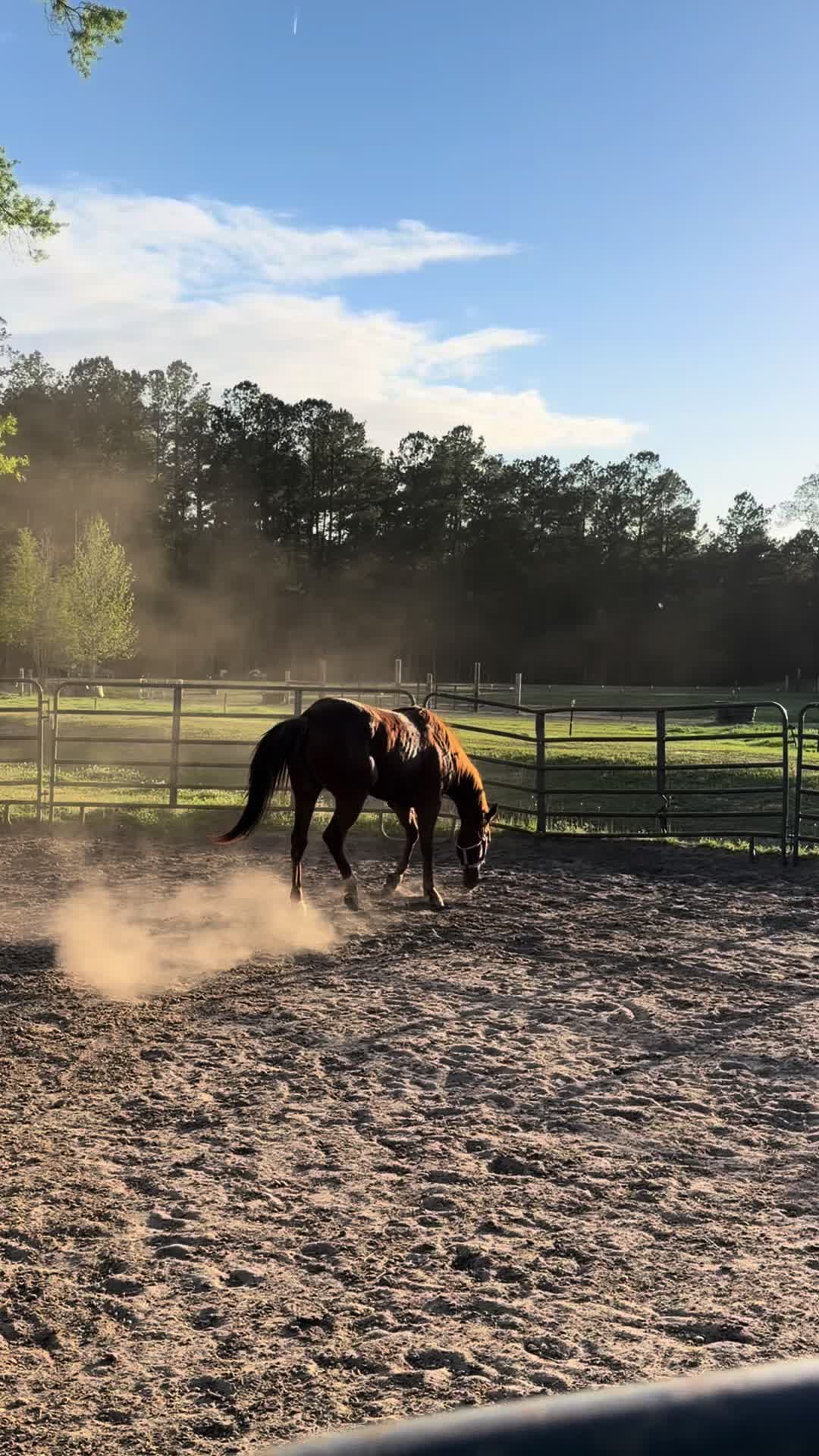@Brit. L | Barrel Racer