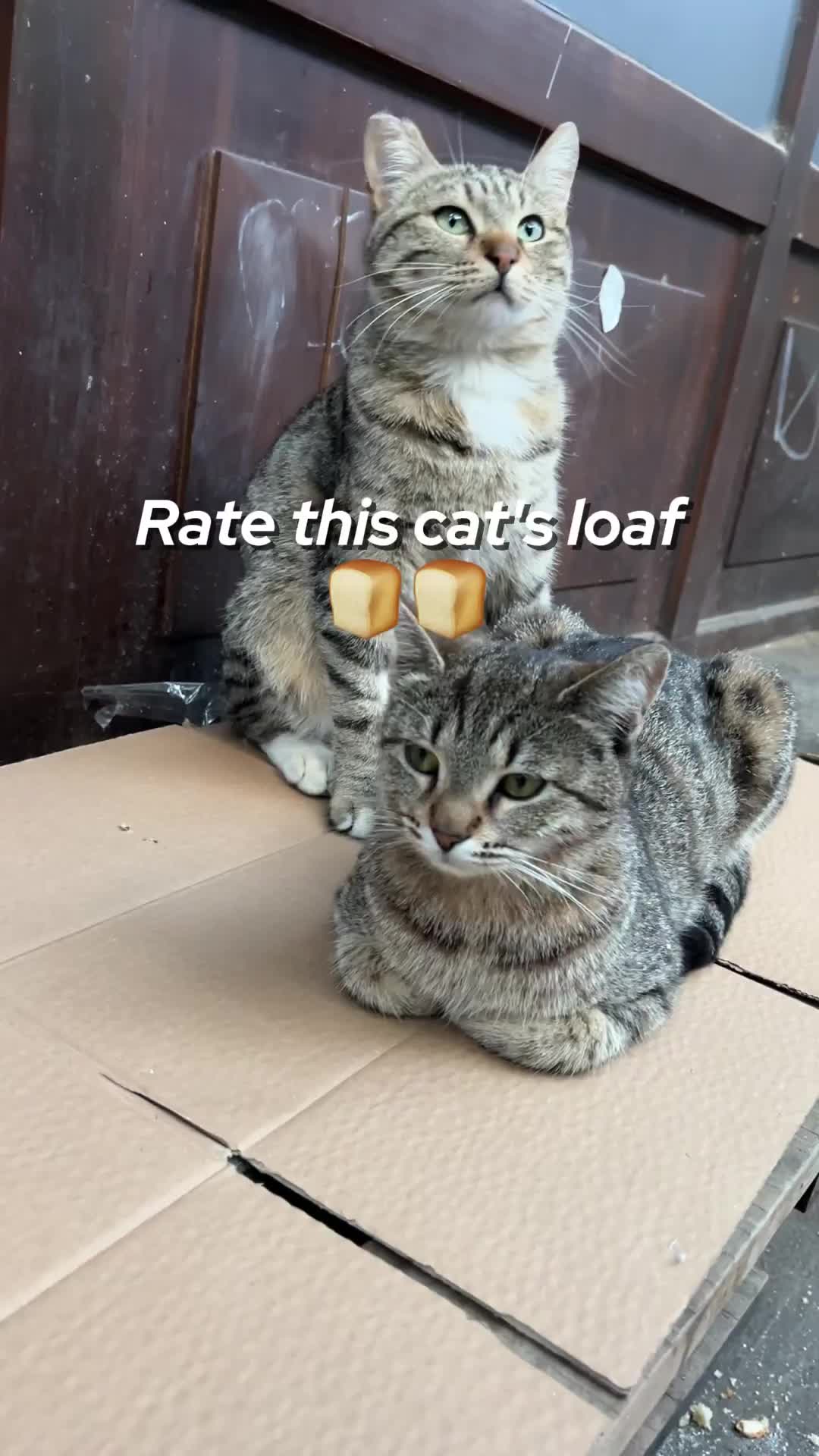 @ElkoyCats