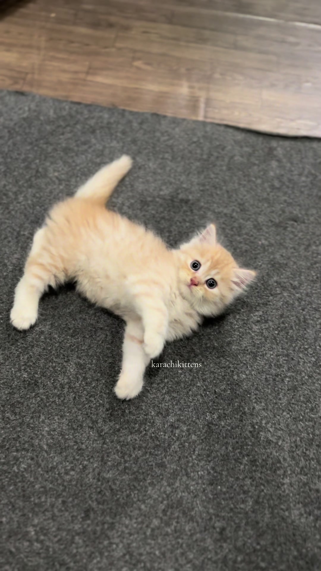 @karachikittens