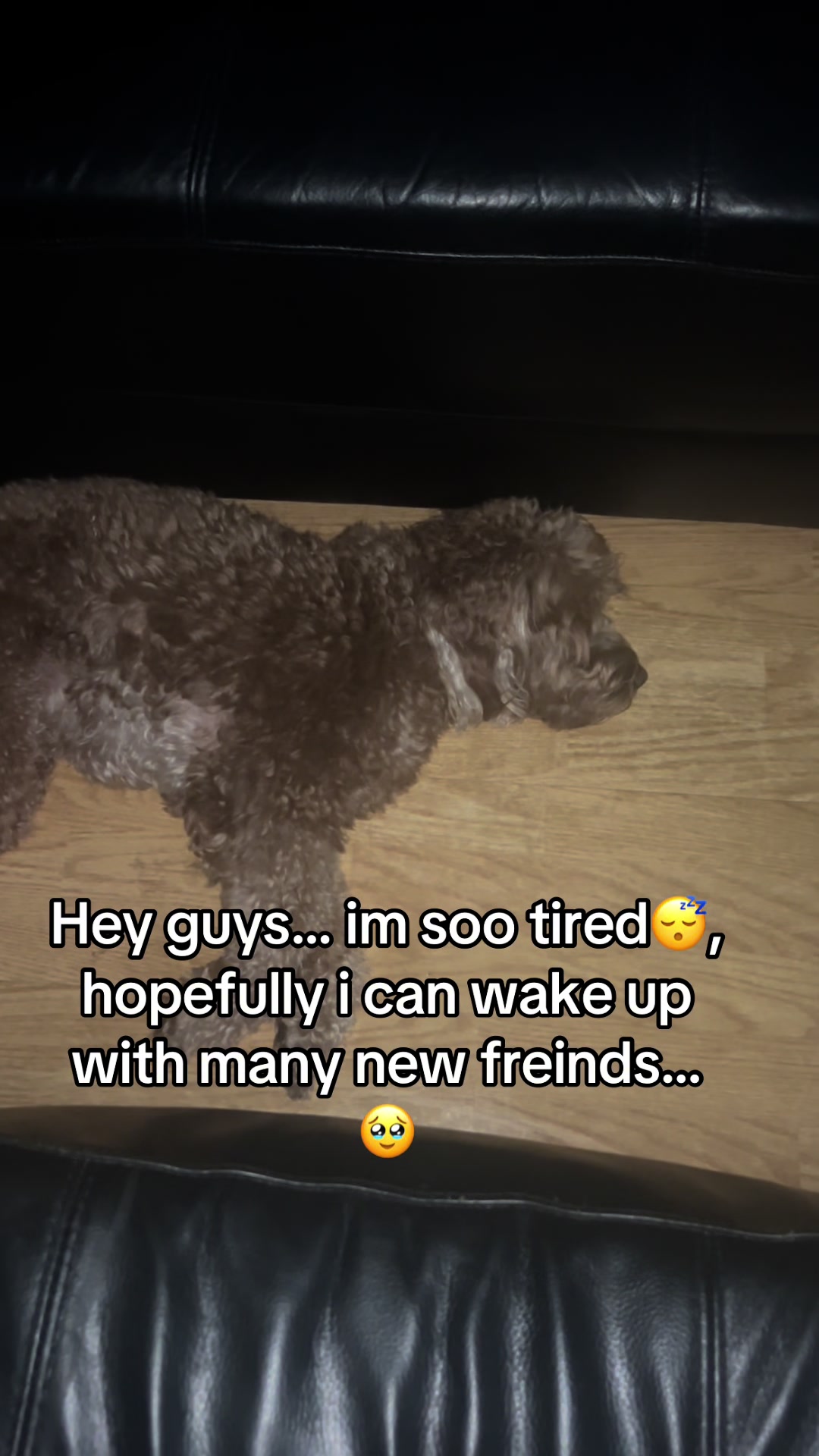 @Goldendoodlelover