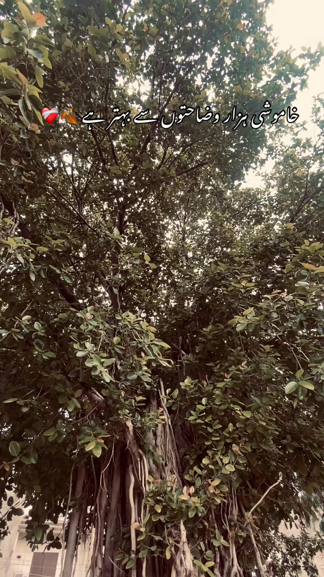 @🕊️