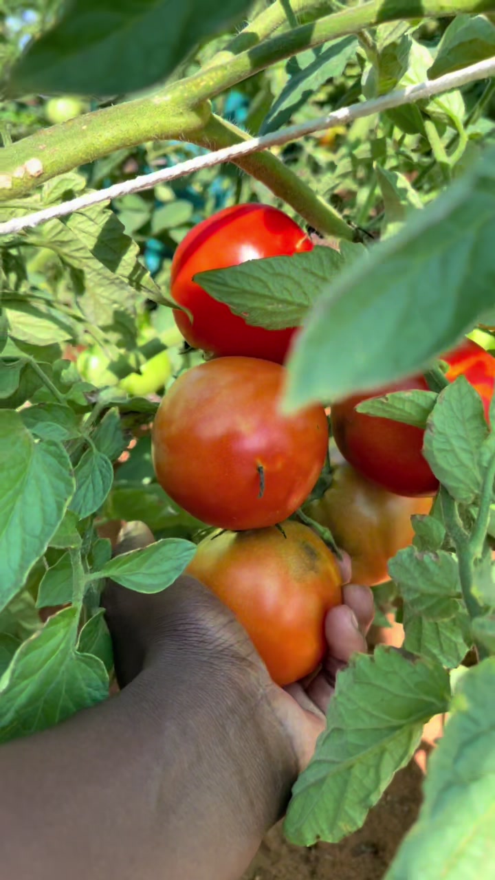@Kakunaa The Farmer