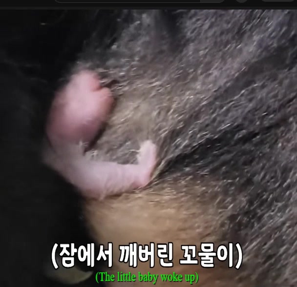 @K-PANDA kim