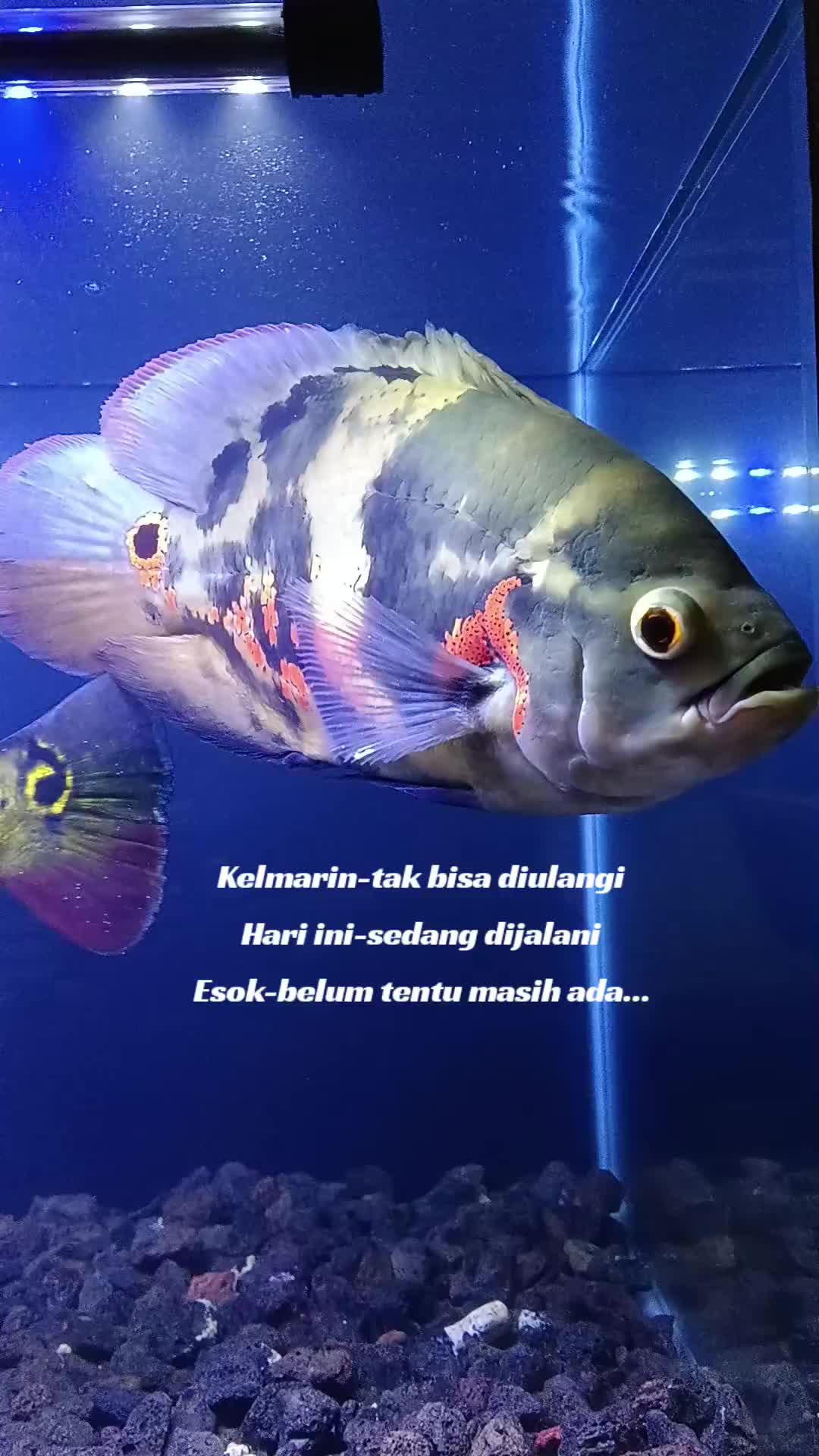 @Mohd Zulbahari Yusoff