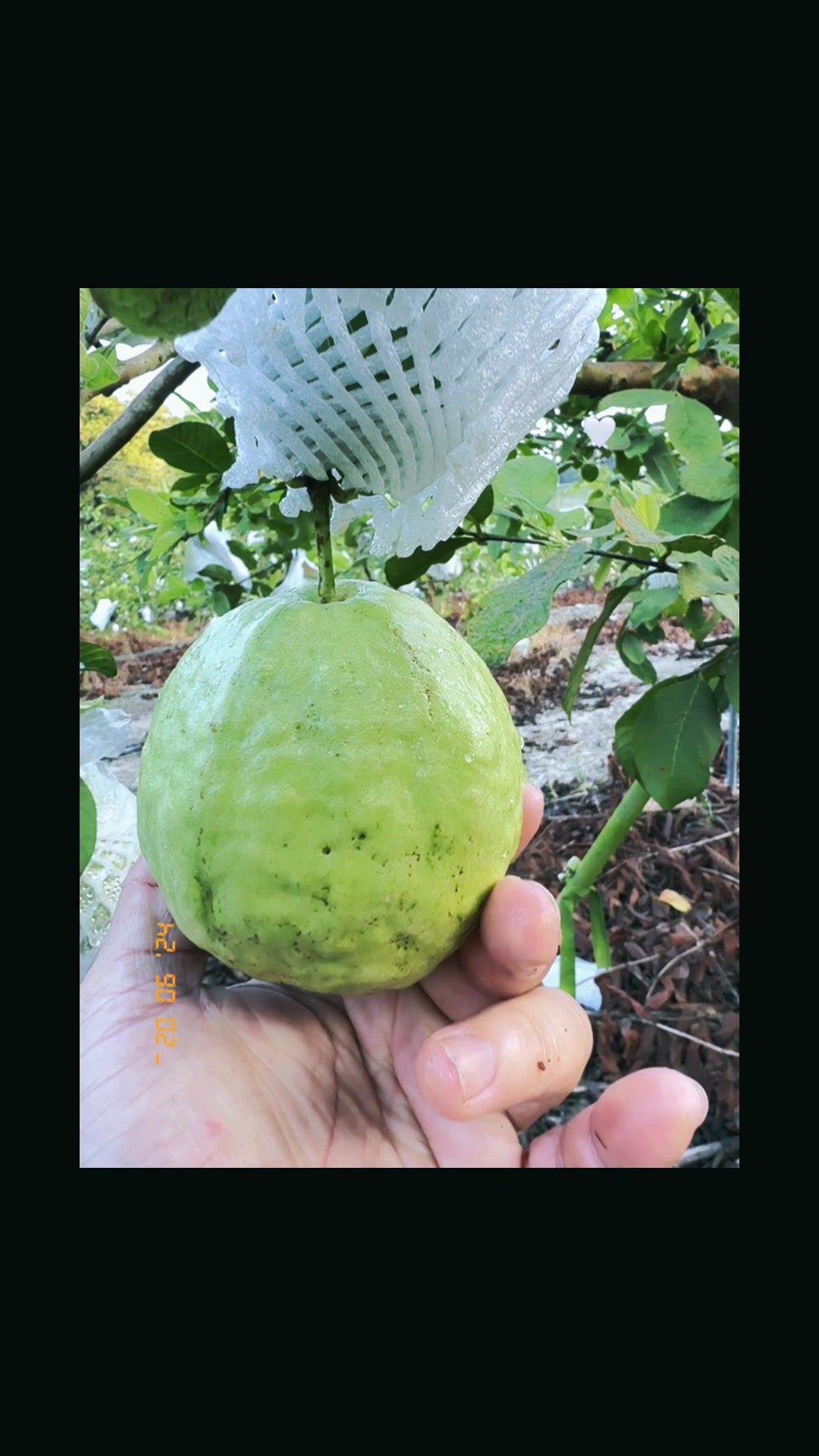 @億昌果園 燕巢芭樂棗子
