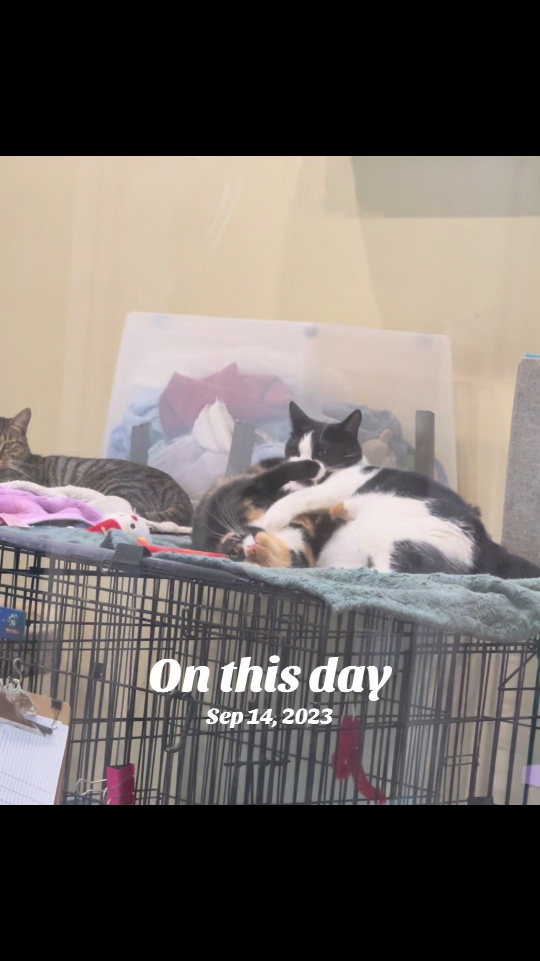 @North Toronto Cat Rescue