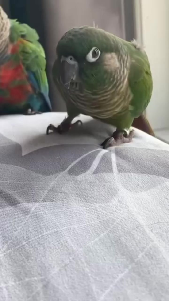 @Bird_Tails