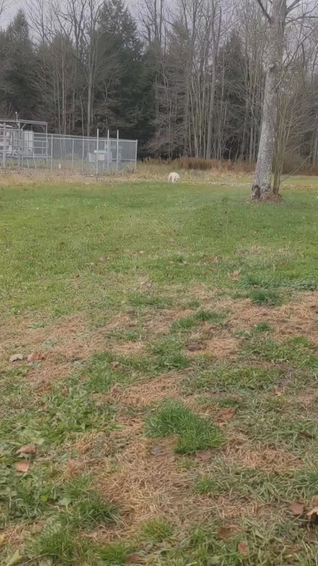 @Service Pup Milo