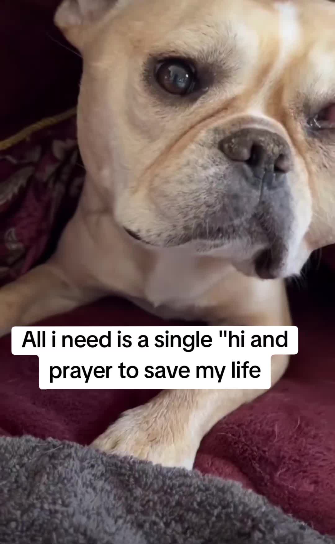 @CancerFighterPup