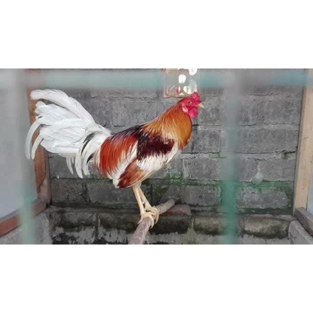 @MichaelTowira