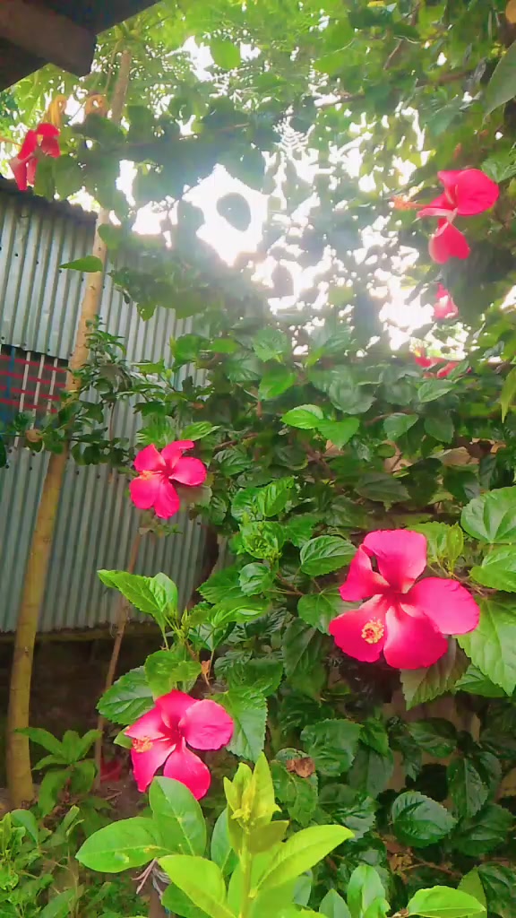 @sristybarmon145@gmail.com