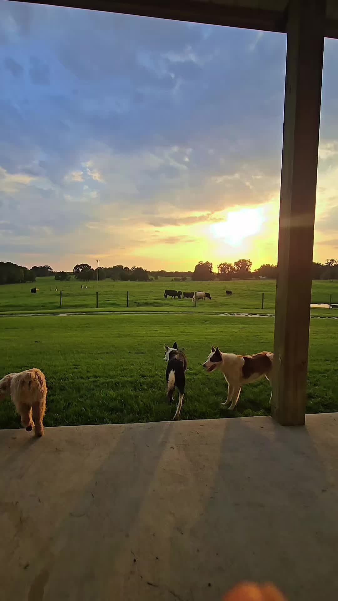 @M.I. CATTLE CO.