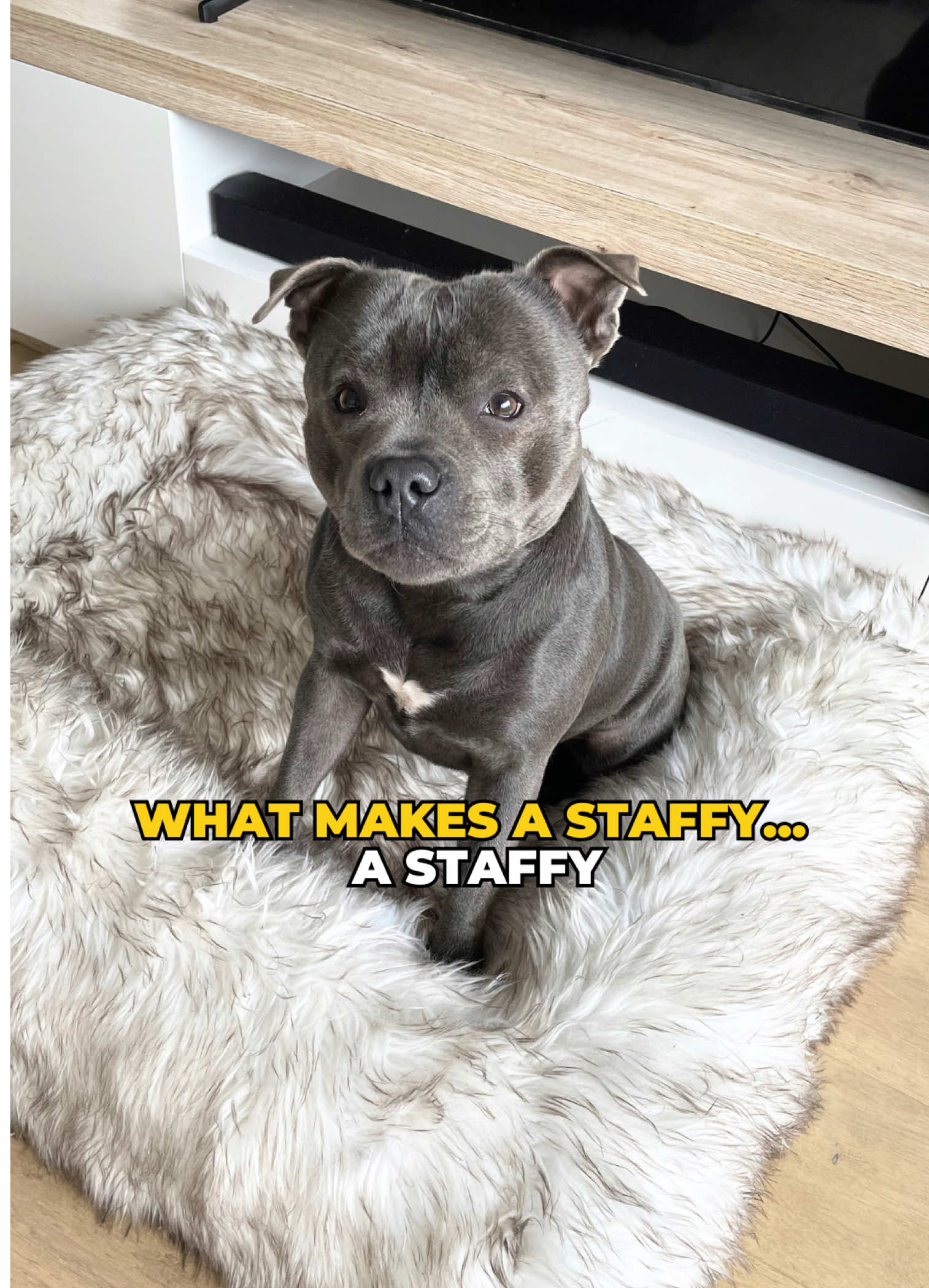 @Happy Staffy Co