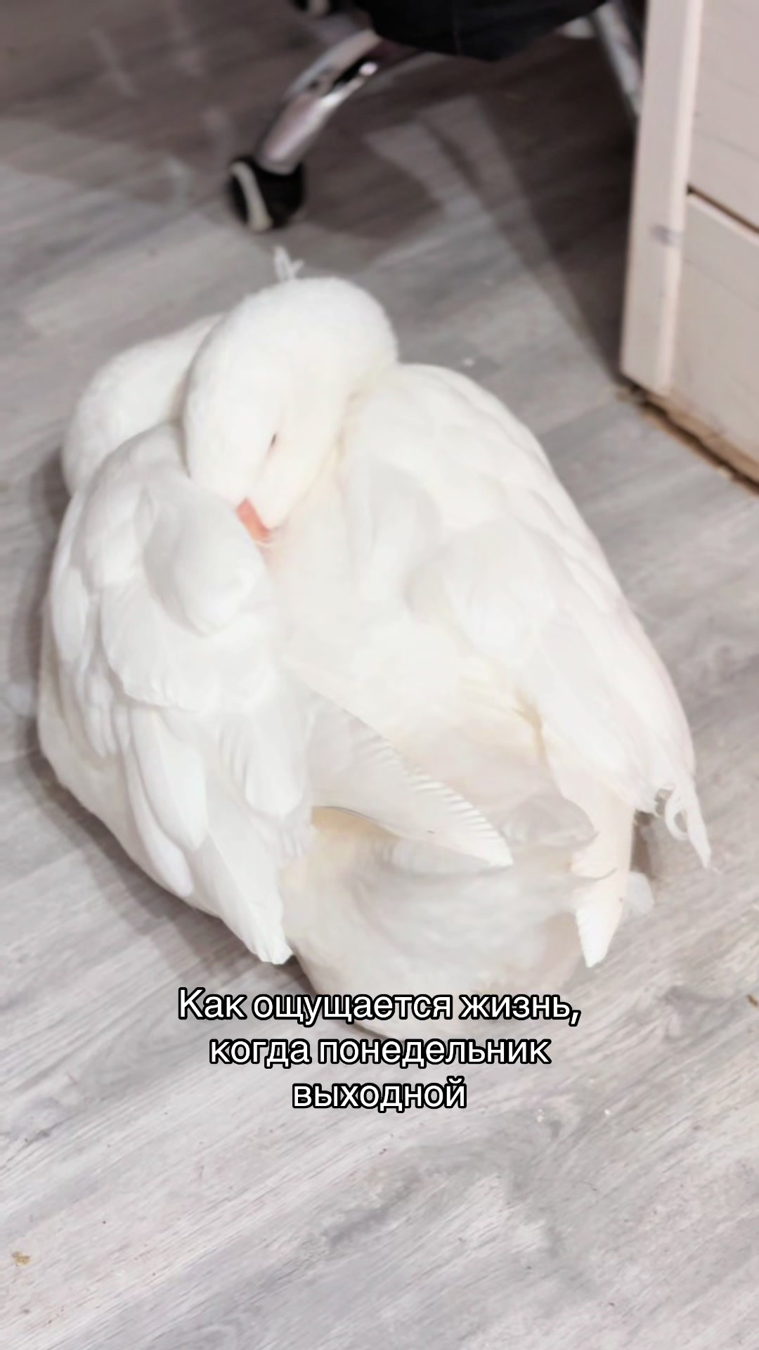 @Пафнутрий