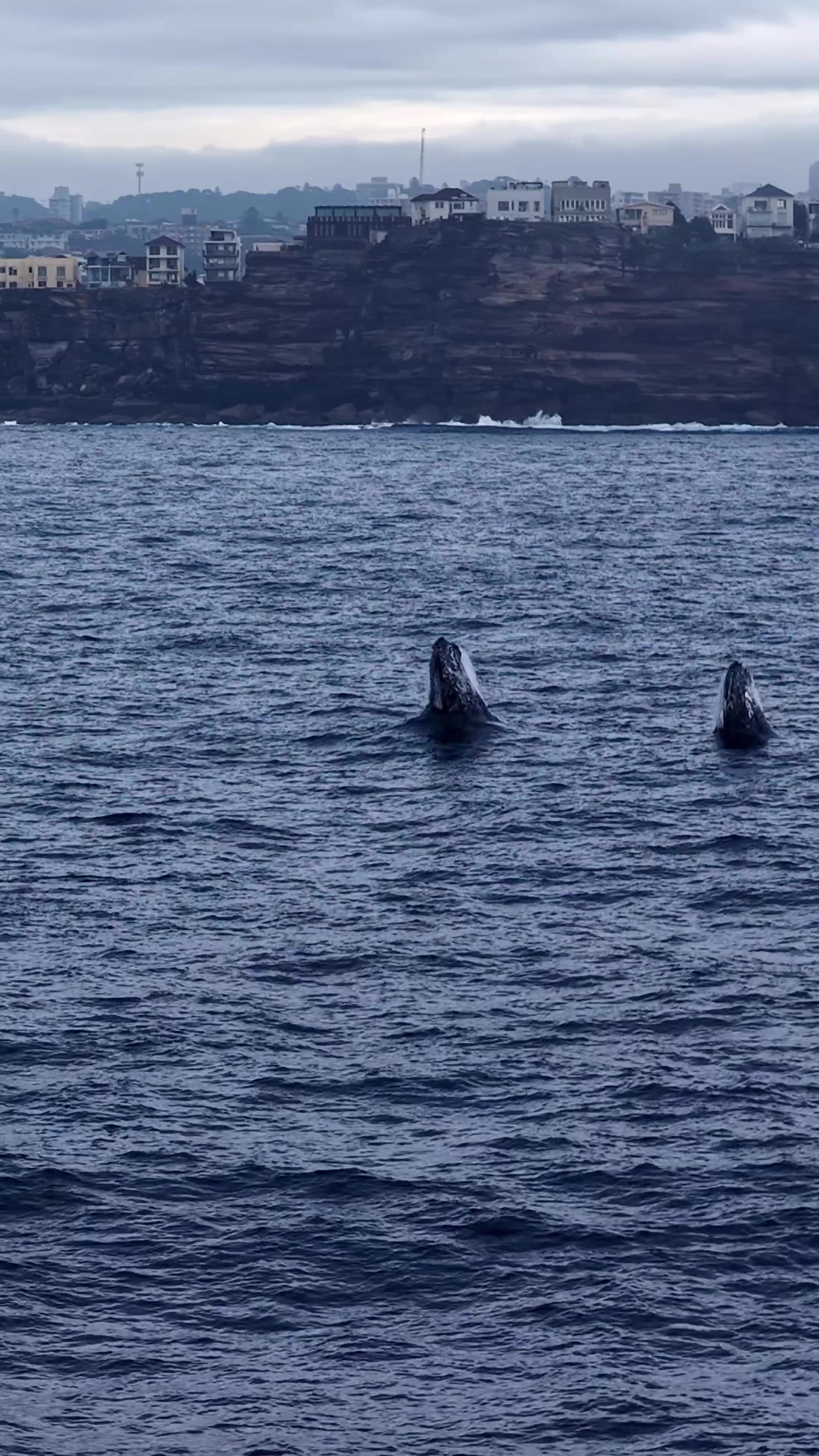 @Dronesharkapp