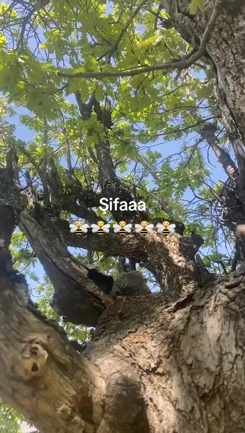 @İsmail Genç
