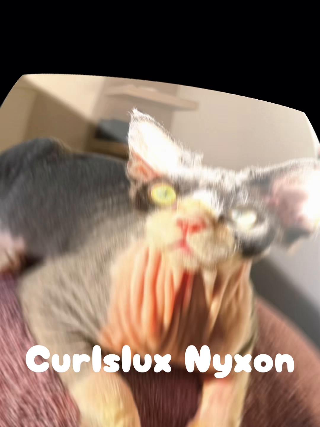@Curlslux cattery!!🇺🇸