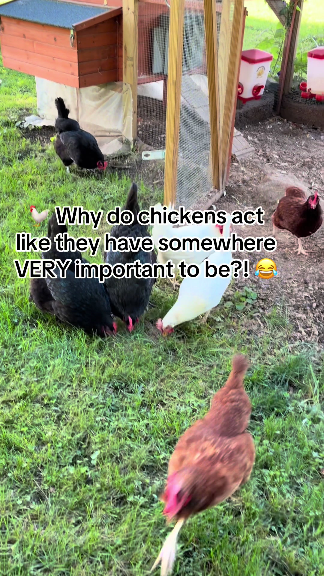 @Resistance Homesteaders