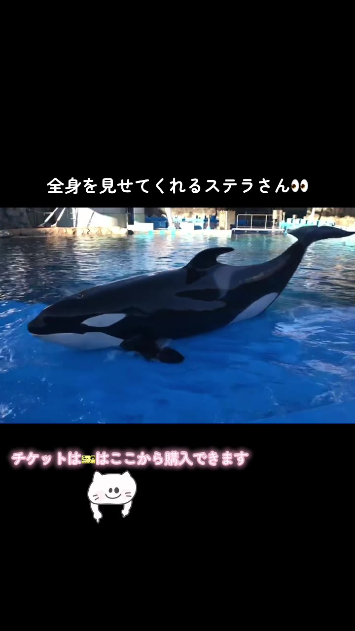@️シャチが癒し️🌈️️🫧