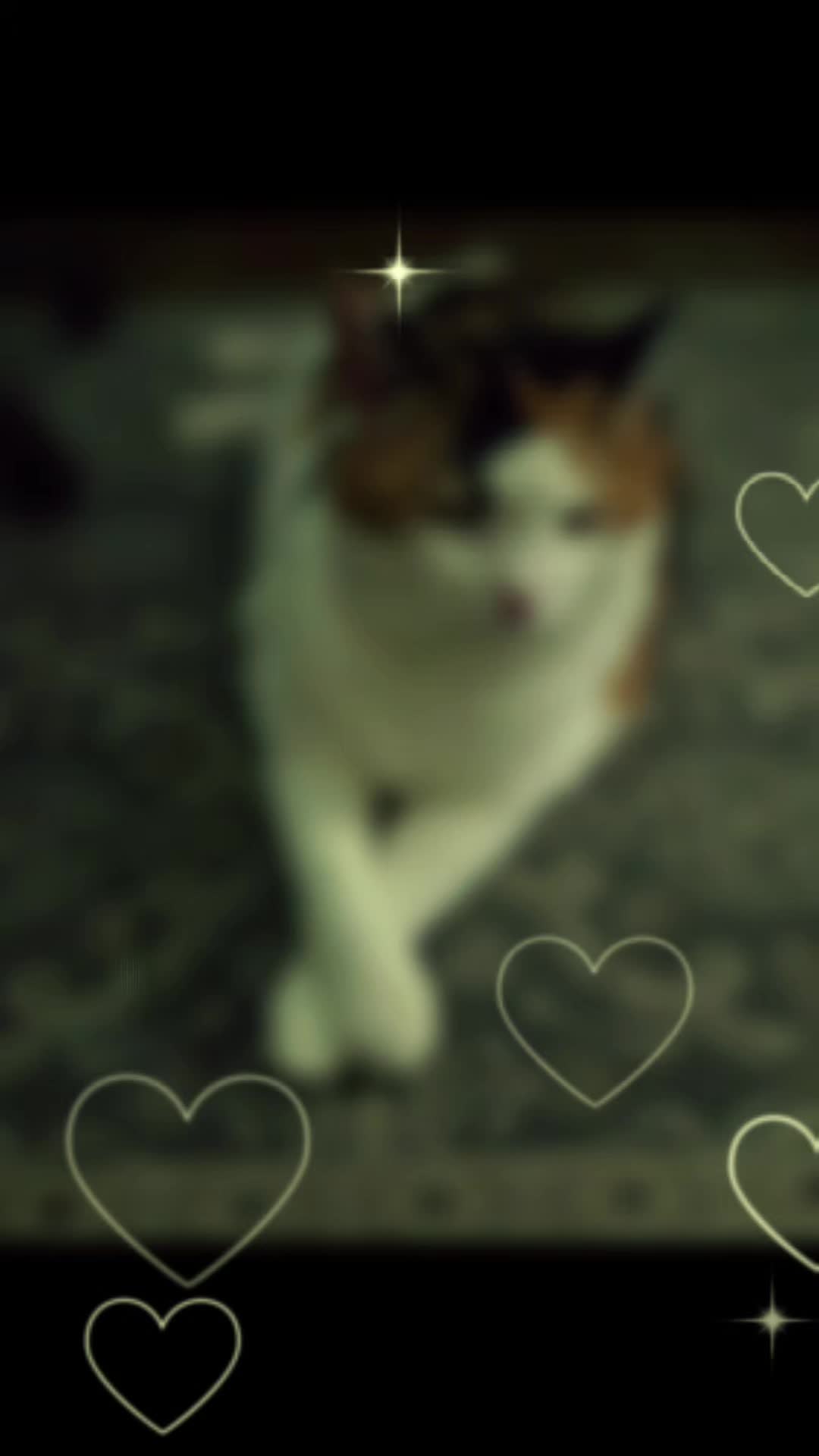 @mi gata la más hermosa