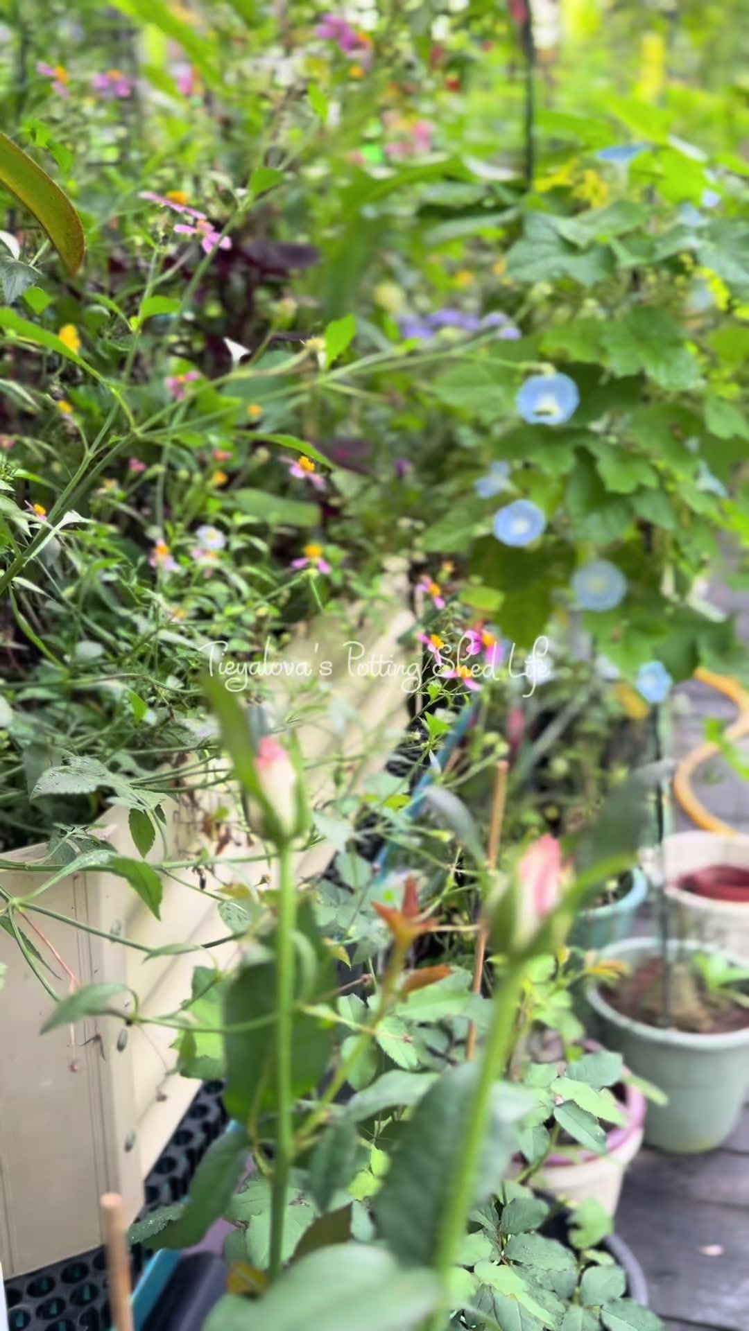 @Tieyalova’s Potting Shed
